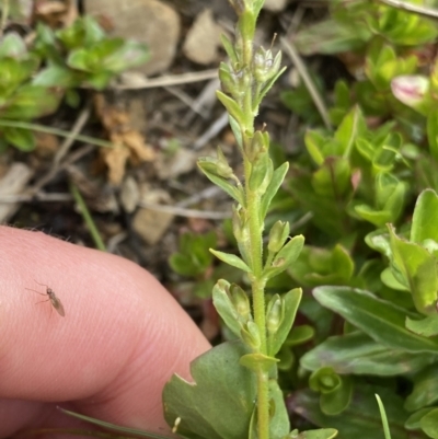 Veronica serpyllifolia