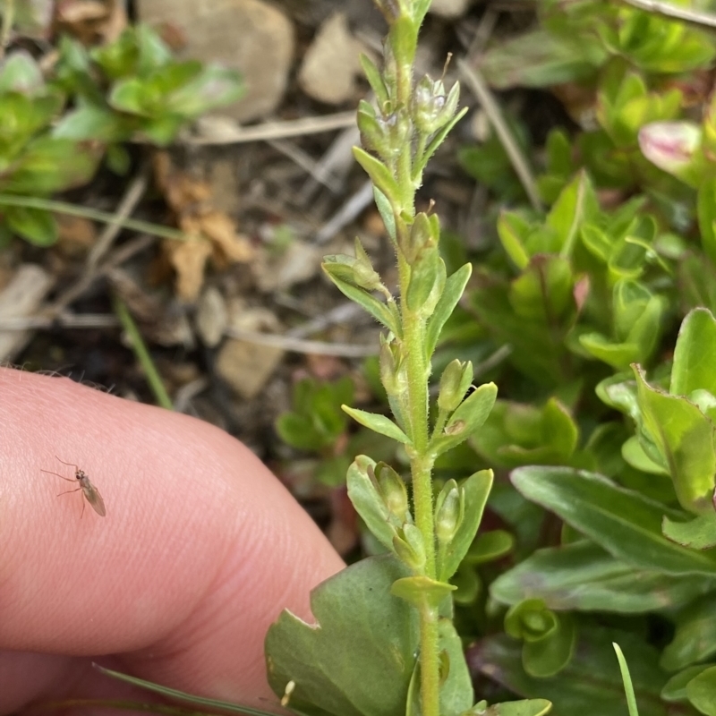 Veronica serpyllifolia