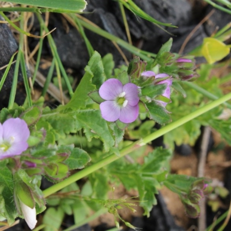 Veronica sp.