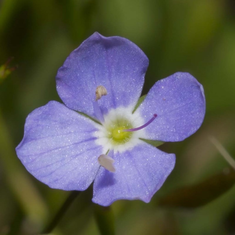 Veronica subtilis