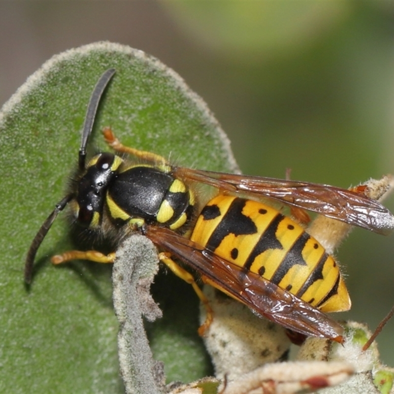 Vespula germanica