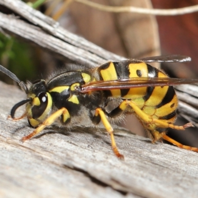 Vespula germanica