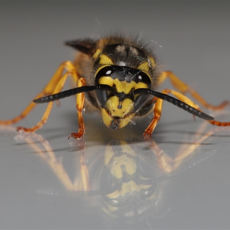 Vespula germanica