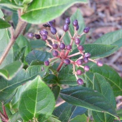 Viburnum tinus