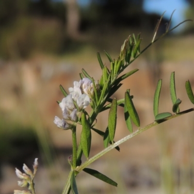 Vicia disperma