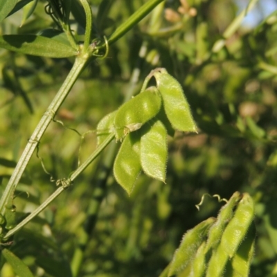 Vicia disperma