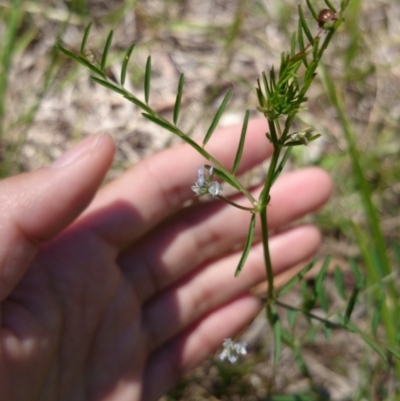 Vicia hirsuta