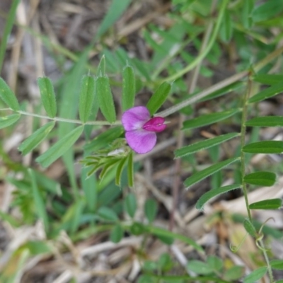 Vicia sativa