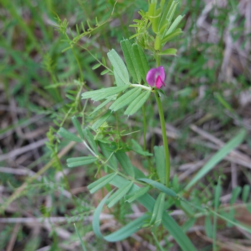 Vicia sativa