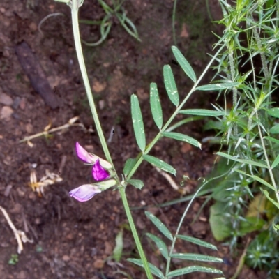 Vicia sativa subsp. nigra