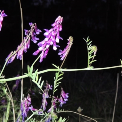 Vicia villosa