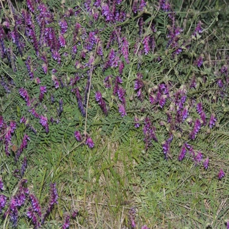 Vicia villosa