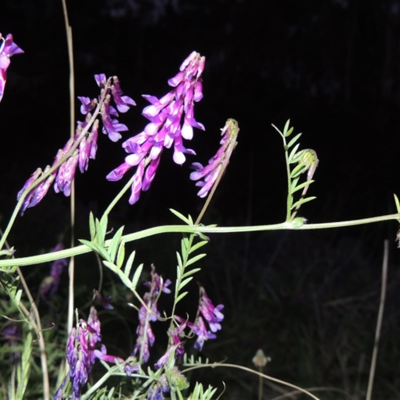 Vicia villosa subsp. eriocarpa