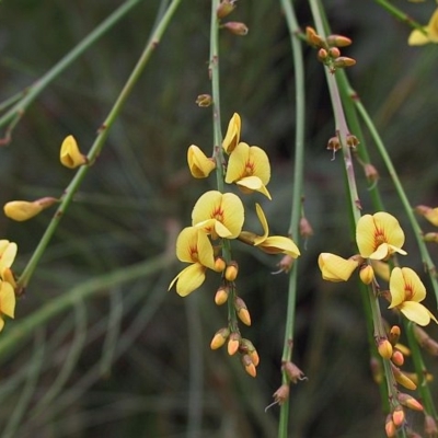 Viminaria juncea