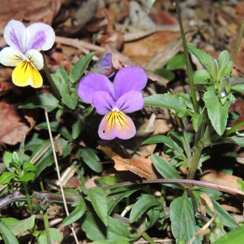 Viola arvensis