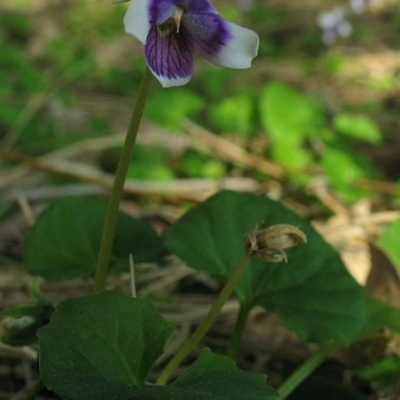 Viola banksii
