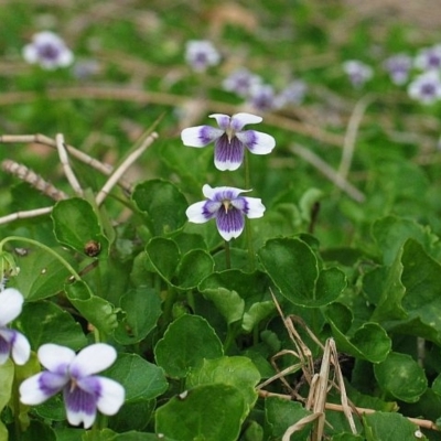 Viola banksii