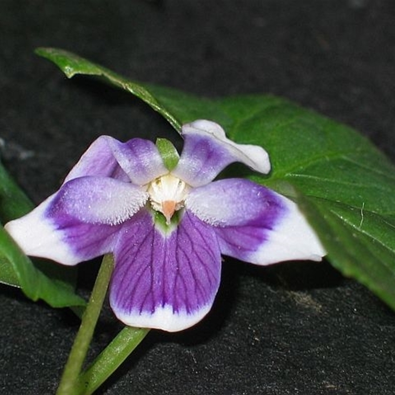 Viola banksii