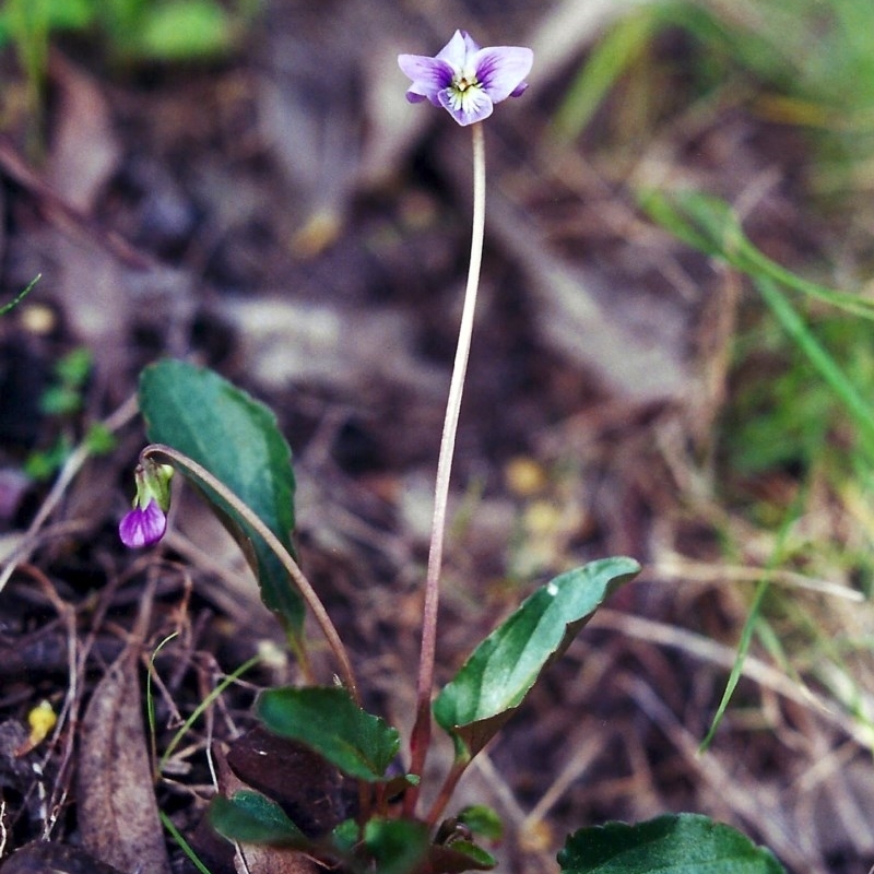 Viola betonicifolia