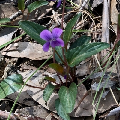 Viola betonicifolia subsp. betonicifolia