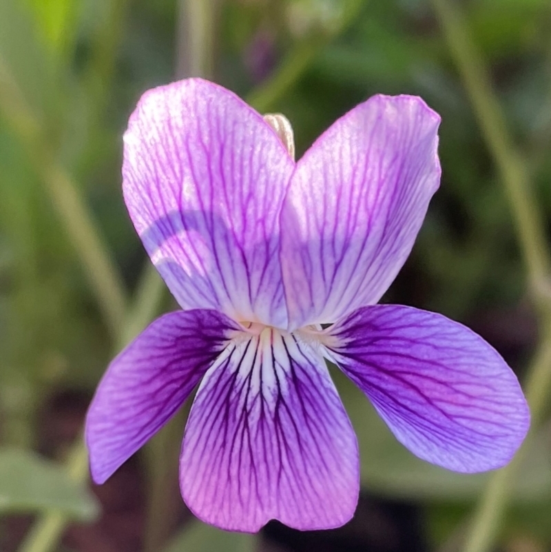 Viola betonicifolia subsp. betonicifolia