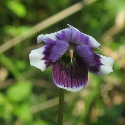 Viola eminens