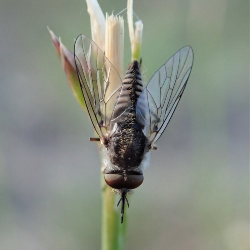 Australiphthiria (genus)