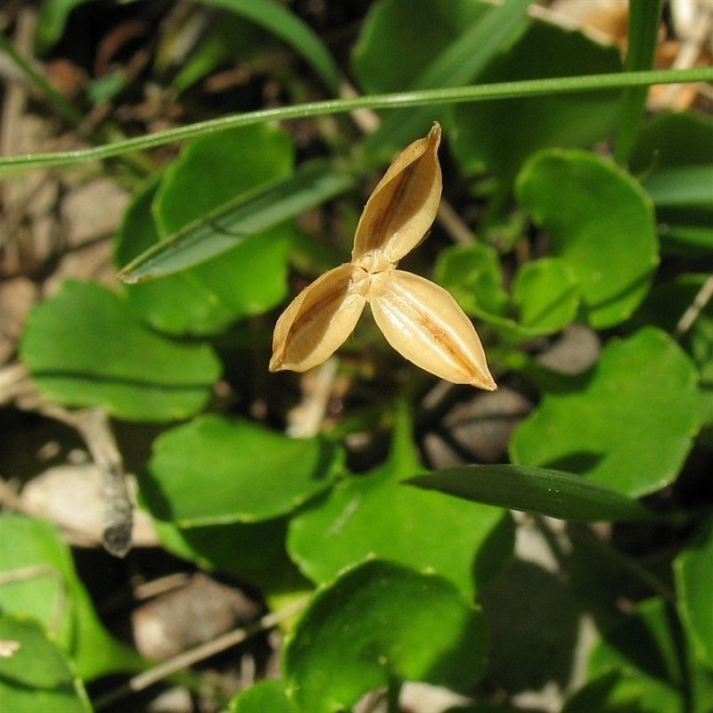 Viola fuscoviolacea