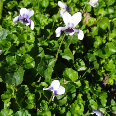 Viola hederacea