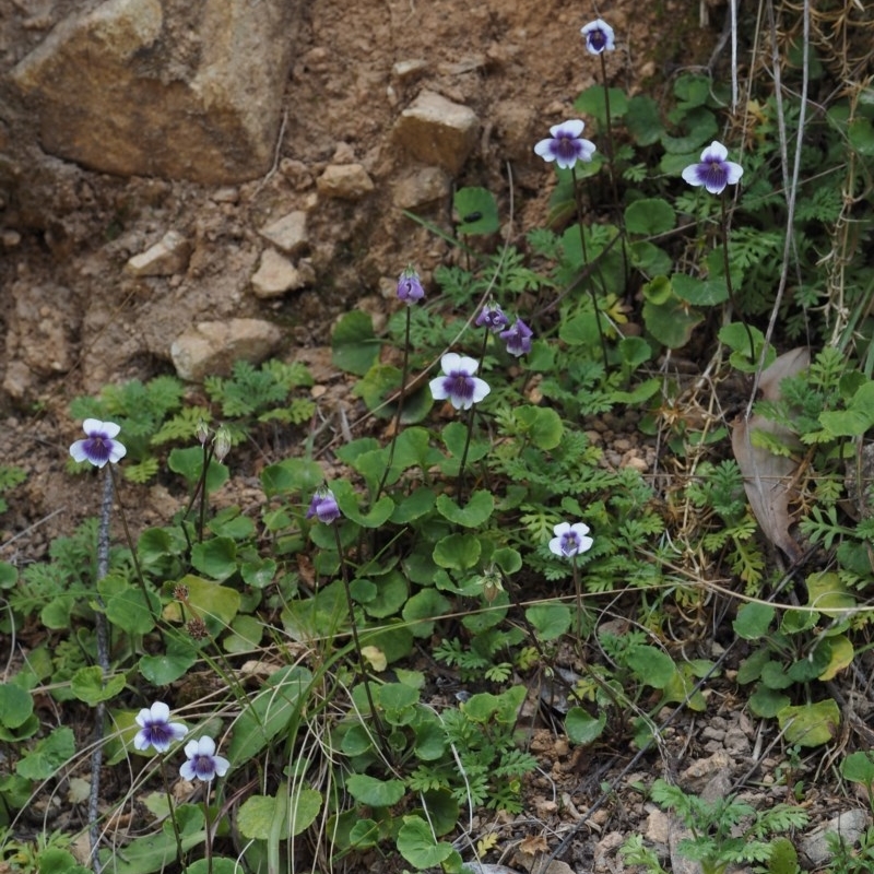 Viola hederacea