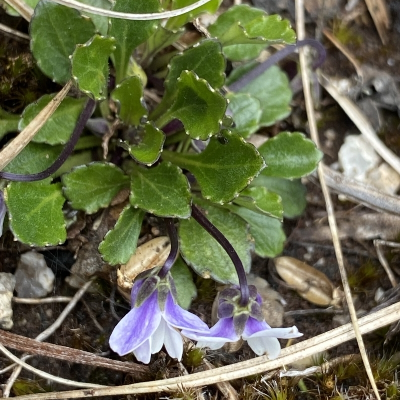 Viola improcera