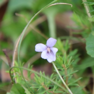 Viola sieberiana