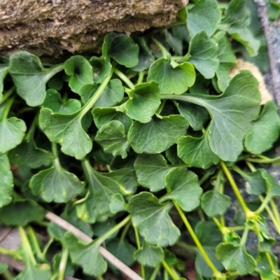 Viola sieberiana