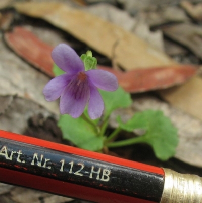 Viola sp. (undescribed)