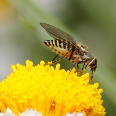 Australiphthiria hilaris