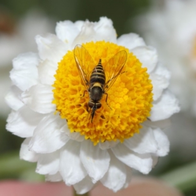 Australiphthiria hilaris