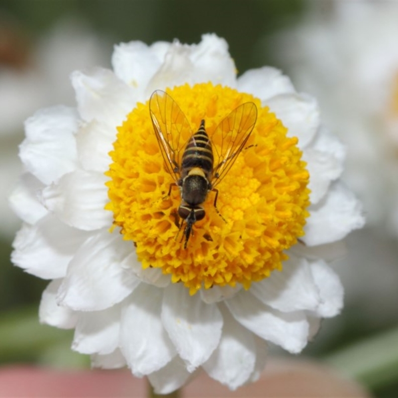 Australiphthiria hilaris