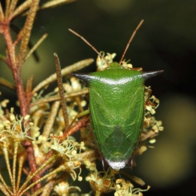 Vitellus sp. (genus)