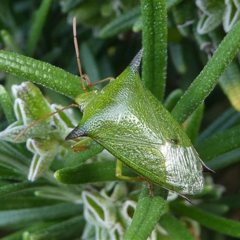 Vitellus sp. (genus)