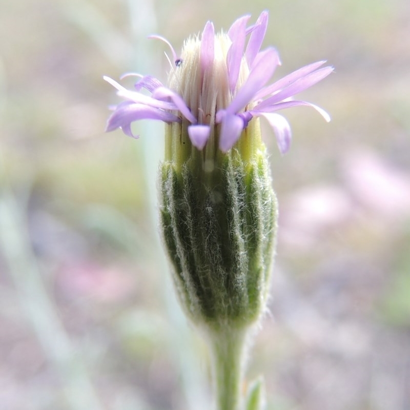 Vittadinia cuneata var. cuneata