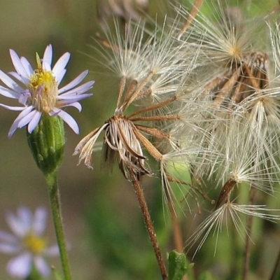 Vittadinia dissecta