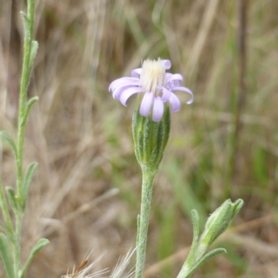 Vittadinia gracilis