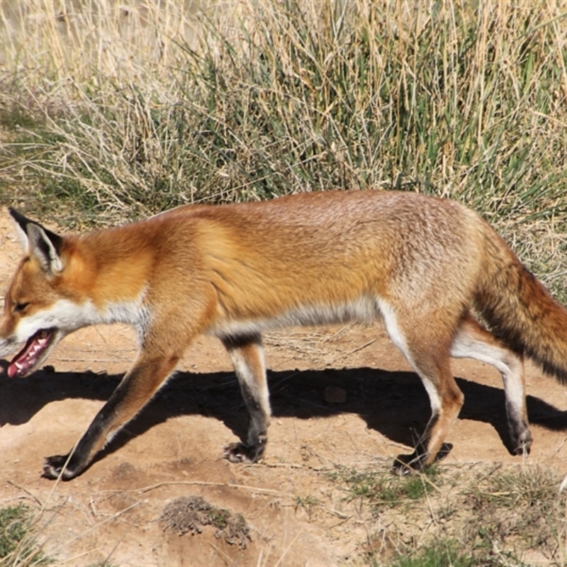 Vulpes vulpes