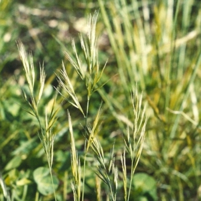 Vulpia bromoides