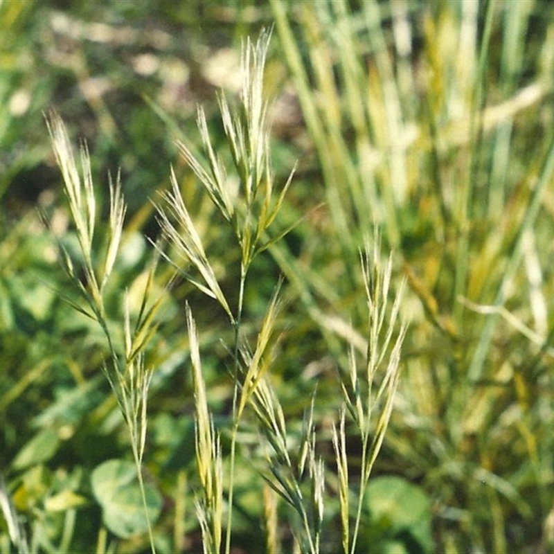 Vulpia bromoides