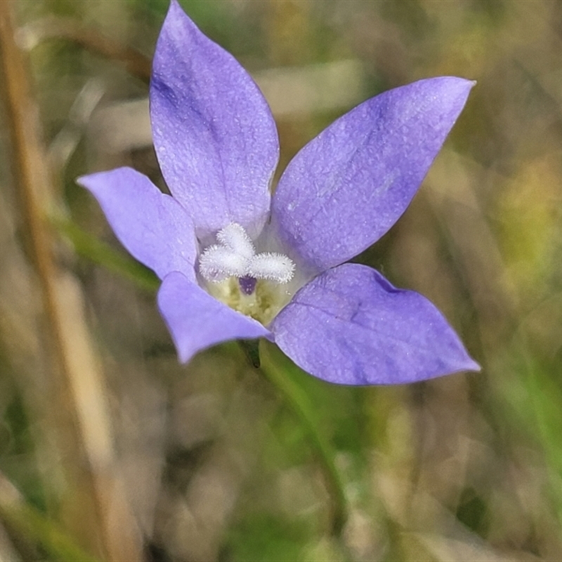 Wahlenbergia capillaris