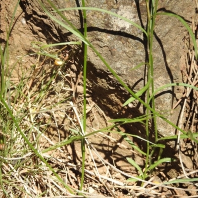 Wahlenbergia capillaris