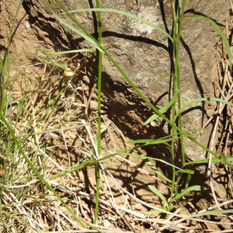 Wahlenbergia capillaris