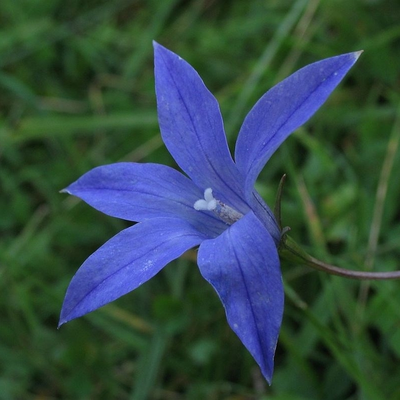 Wahlenbergia ceracea