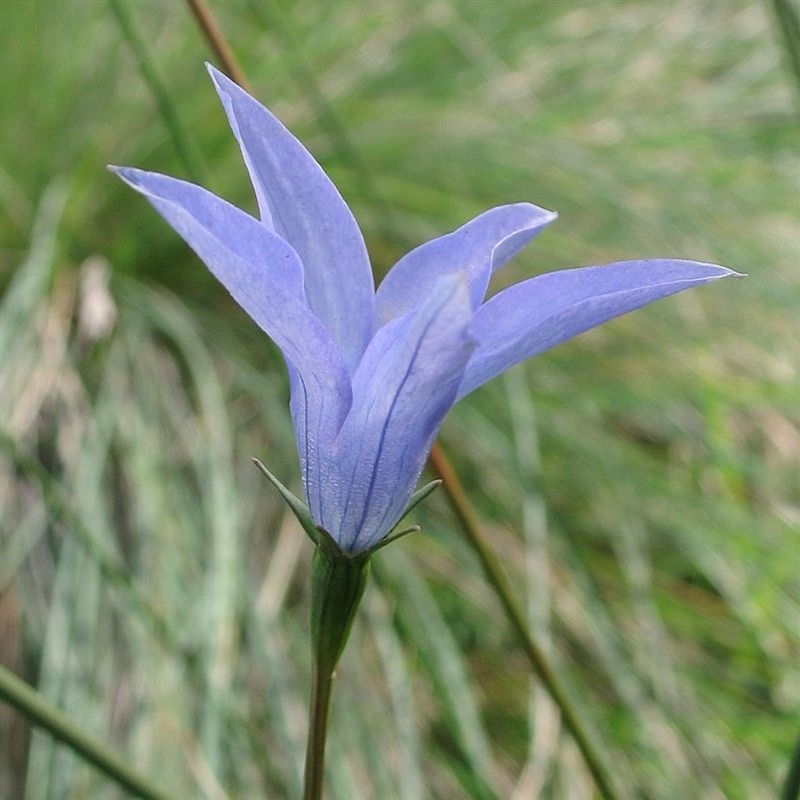 Wahlenbergia ceracea